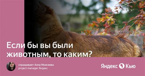 Что делать, если вы были укушены животным, подозреваемым в бешенстве?