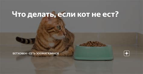 Что делать, если кот не ест мясо