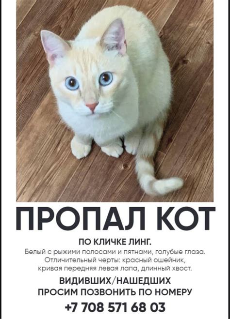 Что делать, если кот пропал?