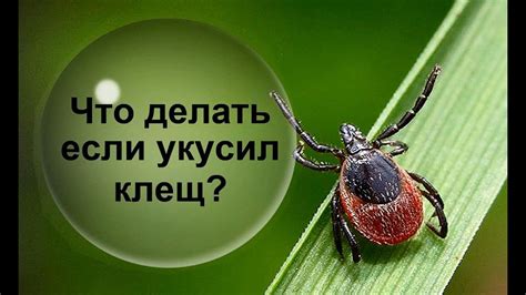 Что делать после удаления клеща