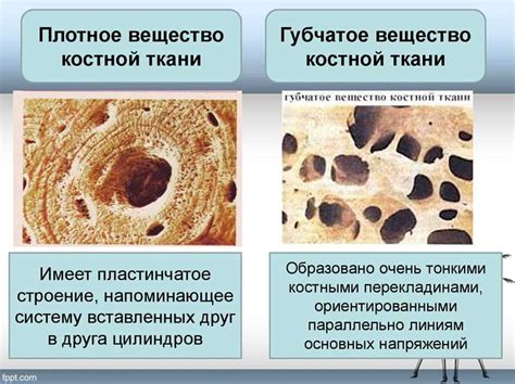 Что не входит в типы костной ткани