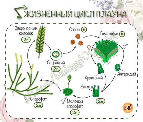 Что нужно знать о жизненном цикле блох