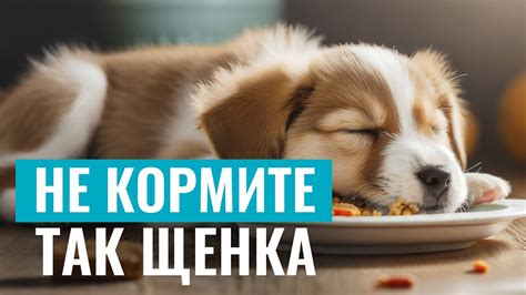 Что нужно избегать при кормлении щенка с проблемами желудка?