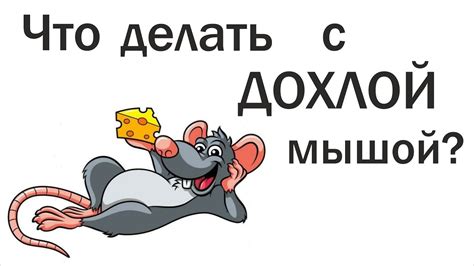 Что означает встреча с дохлой мышью на дороге?