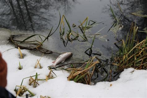 Что означает черная вода в реке?