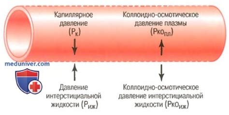 Что определяет давление крови в капиллярах?