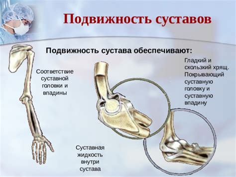 Что покрывает суставную головку?