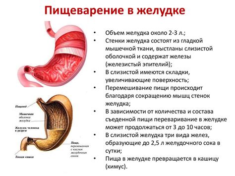 Что происходит с пищей в желудке