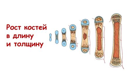 Что способствует развитию костей в длину?