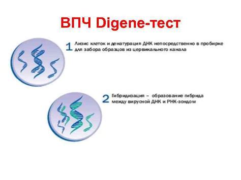 Что такое Дайджен тест на ВПЧ?