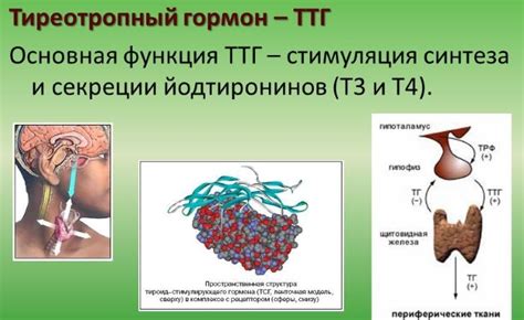 Что такое ТТГ и Т3 и что значит повышенный ТТГ и пониженный Т3?