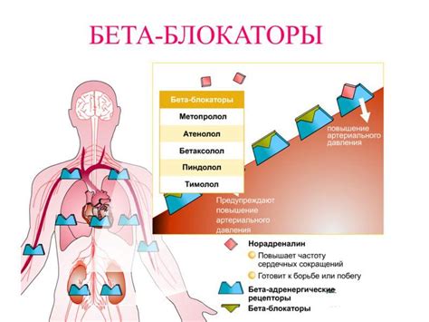 Что такое бета-блокаторы?