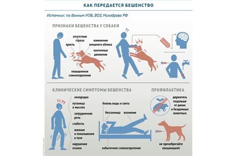 Что такое бешенство у кошки и как оно передается