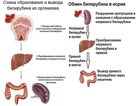 Что такое билирубин