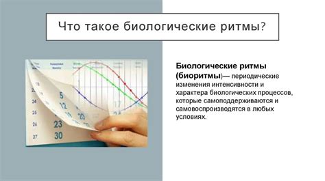 Что такое биологические ритмы?