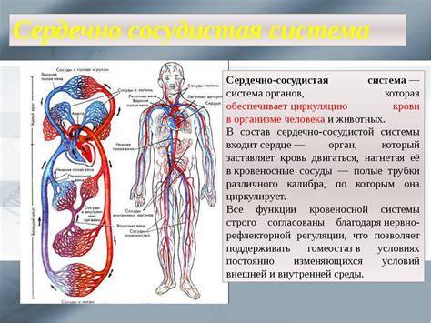 Что такое вена в биологии 8 класс?