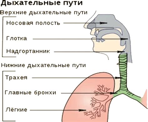 Что такое верхние дыхательные пути?