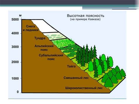 Что такое высотная поясность и почему она важна