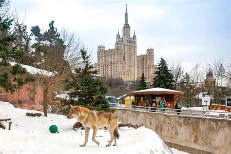 Что такое зимний зоопарк в Москве?