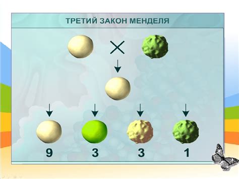 Что такое изокалорическое и гиперкалорическое разведение и как оно работает?