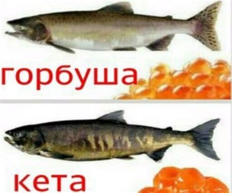 Что такое кета и горбуша?