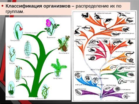 Что такое классификация организмов?