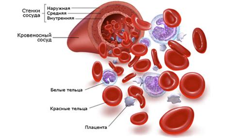 Что такое кровь и как она реагирует