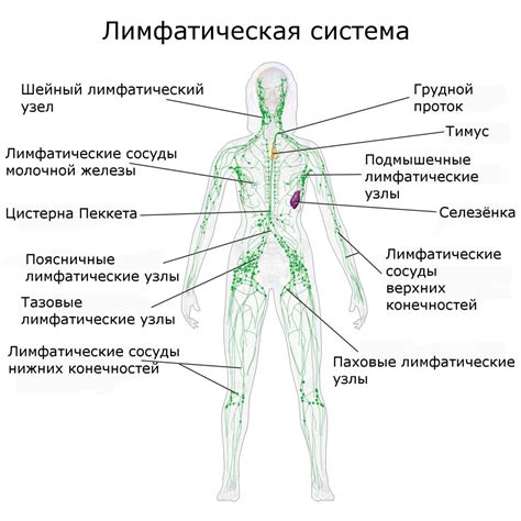 Что такое лимфатическая система и почему она важна