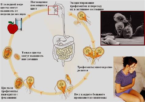 Что такое лямблии и как они влияют на организм