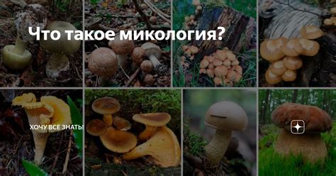 Что такое микология?