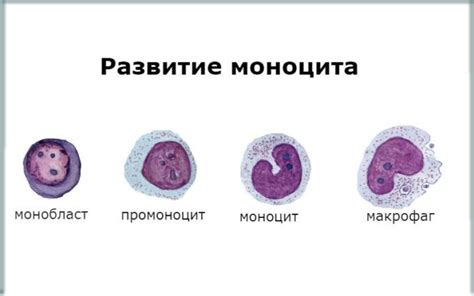 Что такое моноциты и их роль в организме?