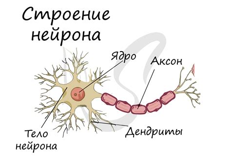 Что такое нервная ткань?