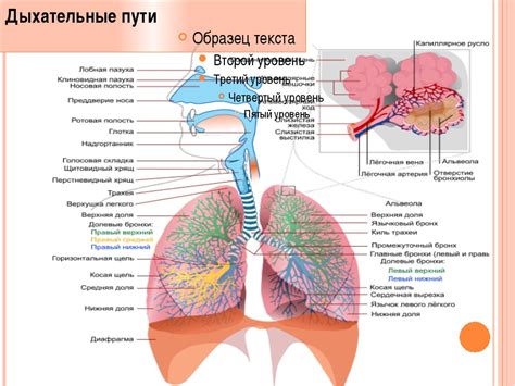 Что такое нижние дыхательные пути?