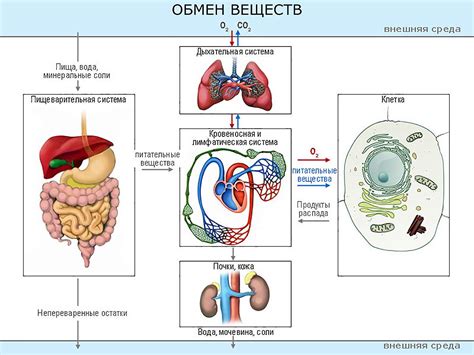 Что такое обмен веществ?