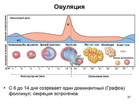 Что такое овуляция и почему она важна