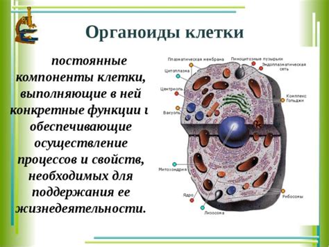 Что такое органоиды в клетке и зачем они нужны