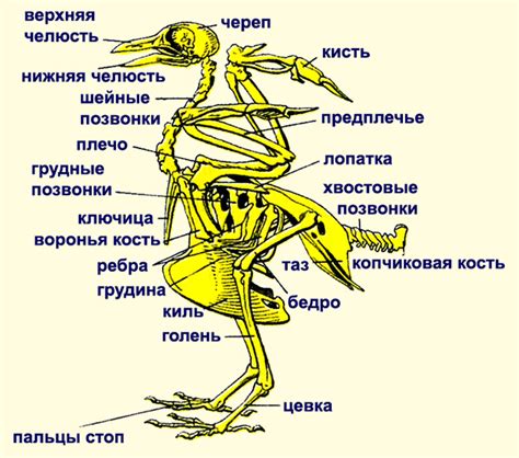 Что такое птицы крови?