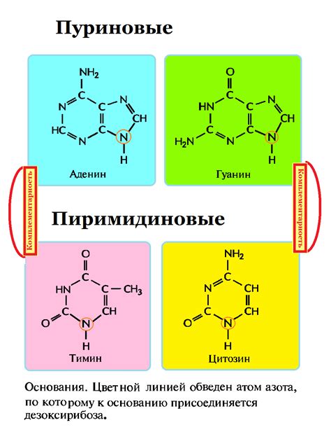 Что такое пуриновые основания