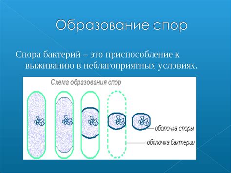 Что такое споры в биологии?