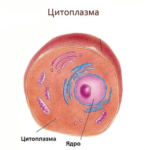 Что такое цитоплазма и зачем она важна в клетках