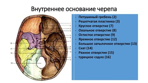 Что такое черепное отверстие