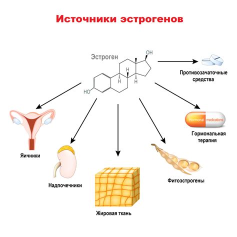 Что такое эстроген доминирование у женщин: симптомы и признаки