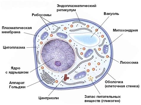 Что такое эукариотическая клетка