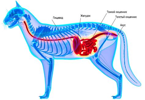 Чувствительность пищеварительной системы кошки