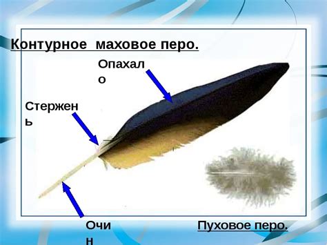 Шаг: Создание пера