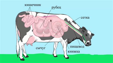 Шаги в создании реалистичной коровы