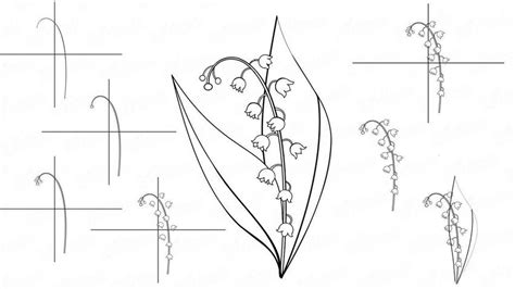 Шаги по нарисованию ландыша карандашом
