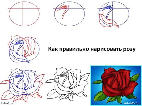 Шаги рисования розы