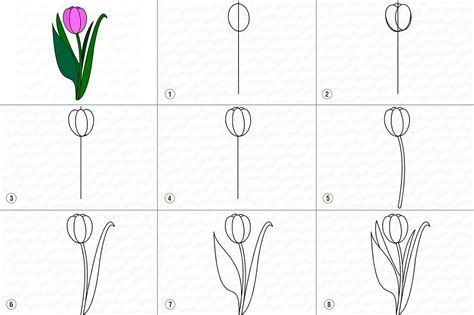 Шаги рисования тюльпана