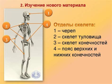 Шаг 1: Намечаем основные очертания скелета